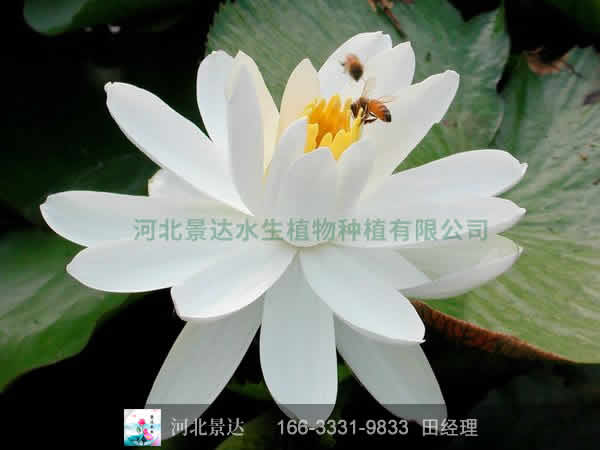 白荷