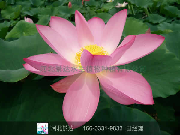 粉白荷花