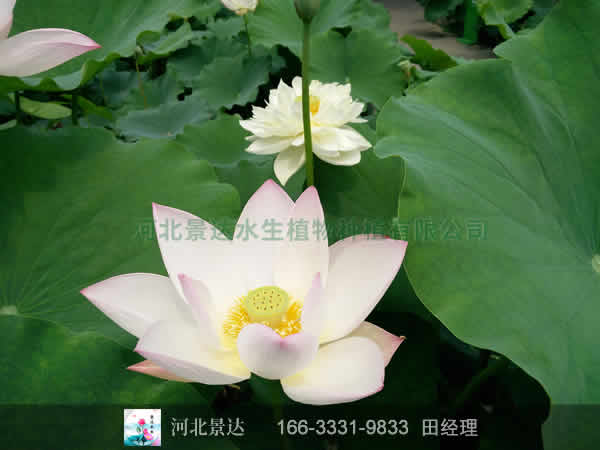 大型荷花
