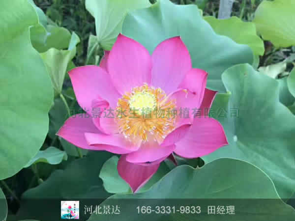 粉荷