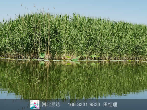 芦苇苗