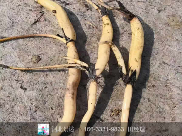 藕苗