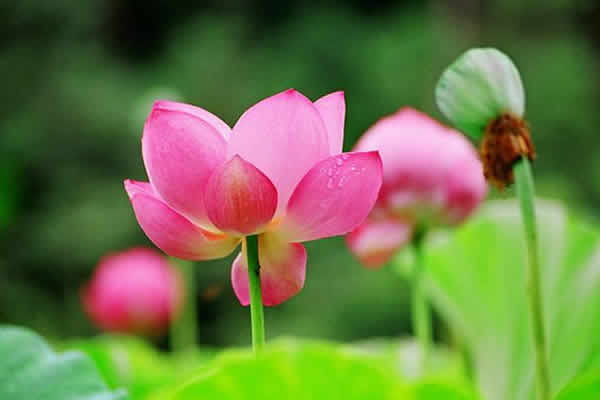 3月荷花播种季节 迟了再等一年！