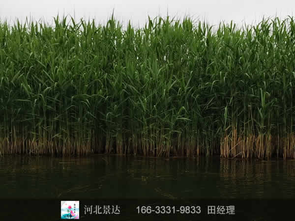 芦苇苗
