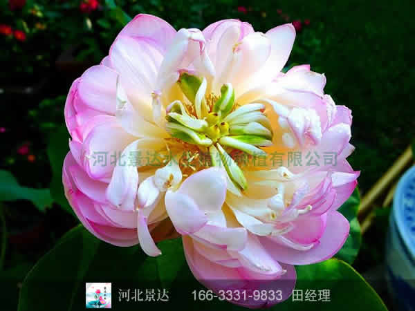 钗头凤