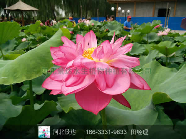 红美人