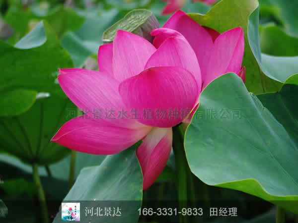 白洋淀红荷