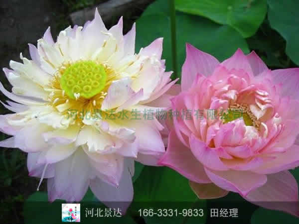 凤舞