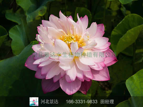 粉玲珑