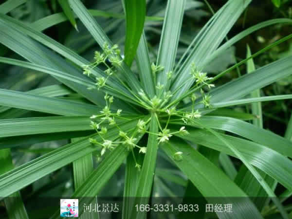 旱伞草