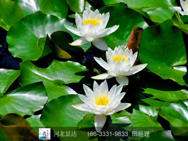 墨西哥睡莲