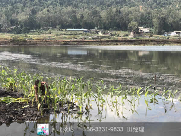 潜流湿地