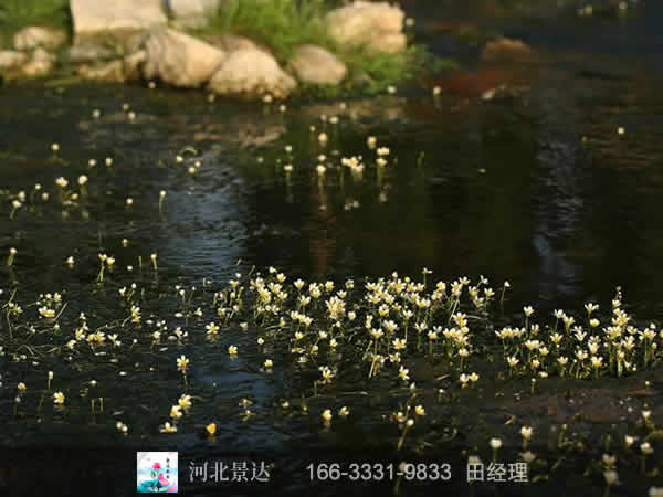 水毛茛