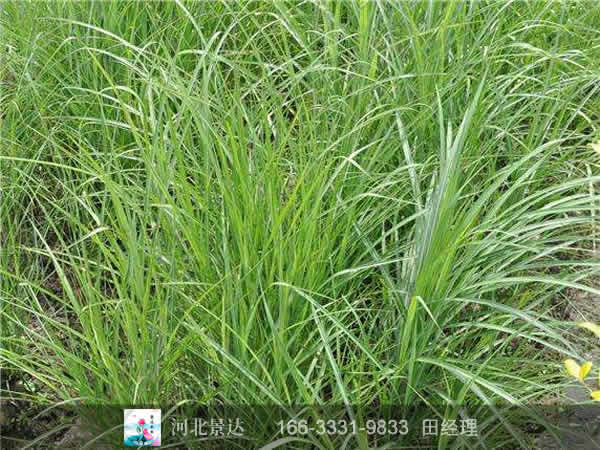 细叶芒