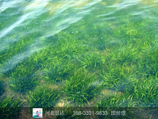 矮生苦藻效果