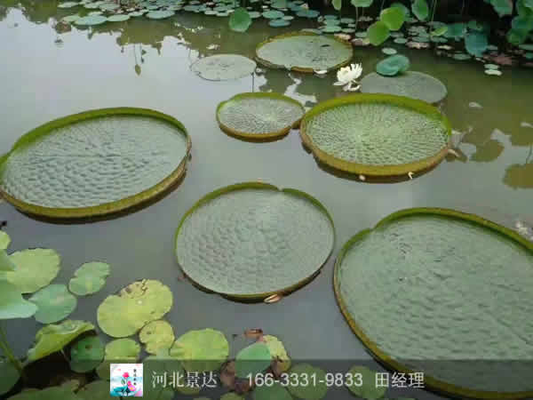 王莲