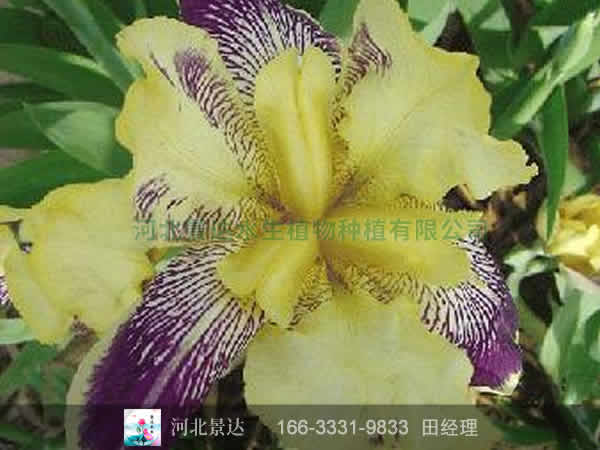 黄褐鸢尾