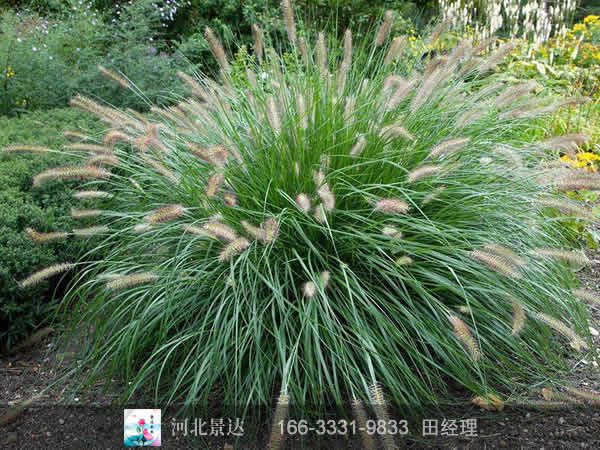 狼尾草