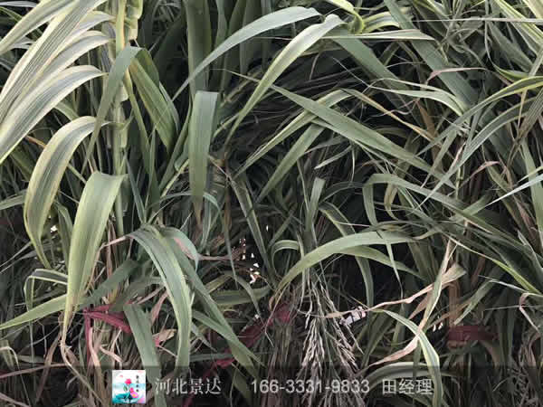 花叶芦竹