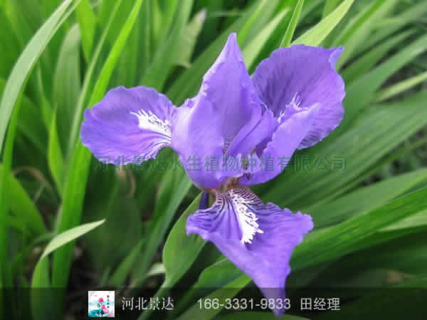 鸢尾