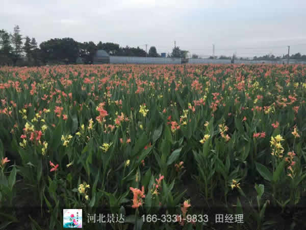 潜流湿地