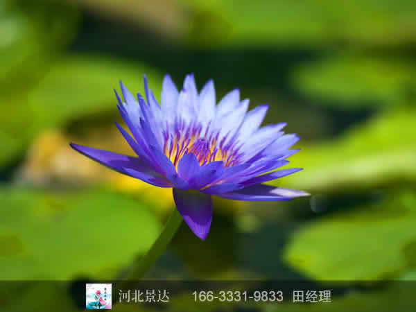 靓丽佳人