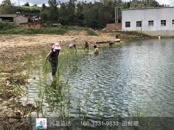 潜流湿地