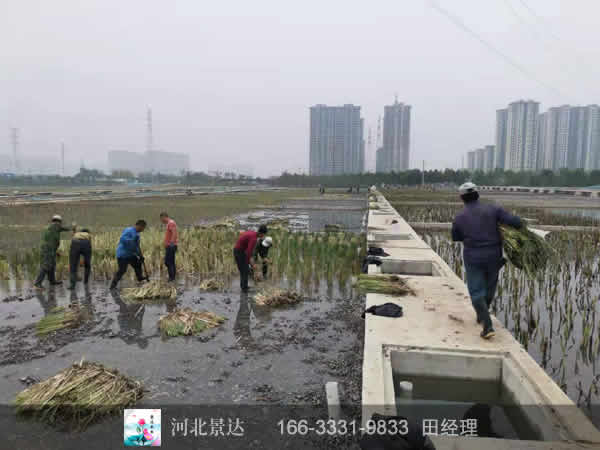 潜流湿地