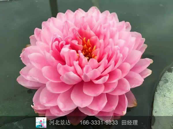 耐寒大碗莲