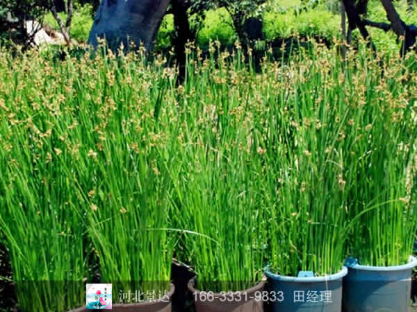 盆栽水毛花