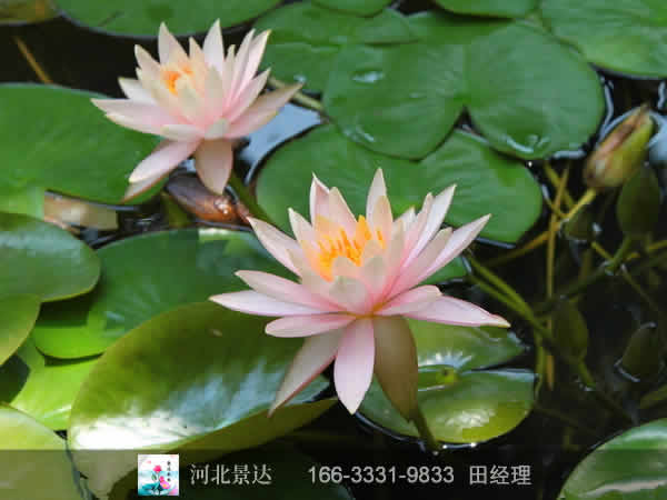 精品睡莲苗