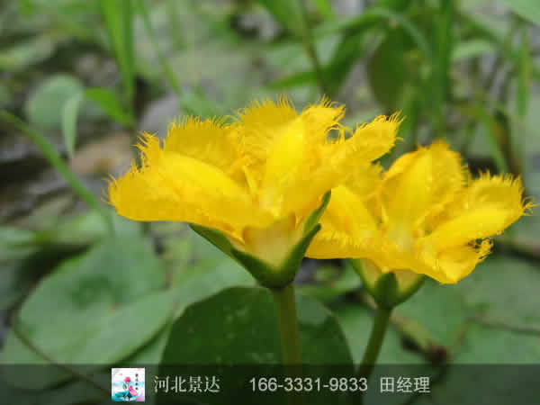 荇菜