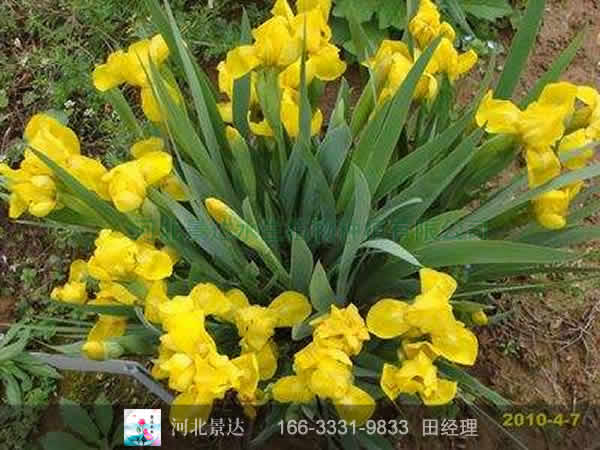 金娃娃鸢尾