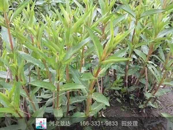 千屈菜地栽苗