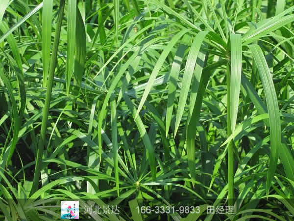 旱伞草