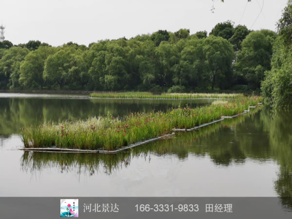 浮岛湿地