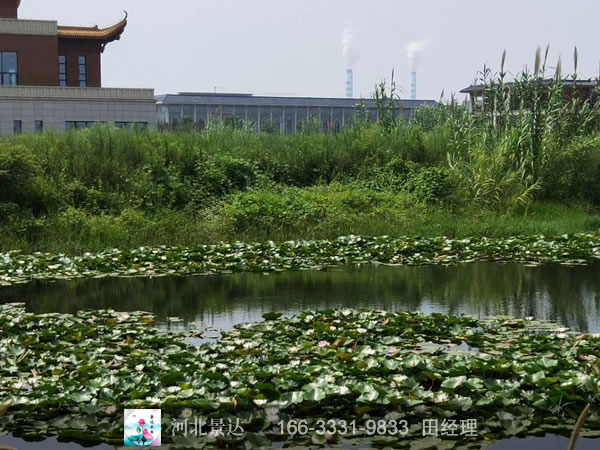 睡莲栽种效果
