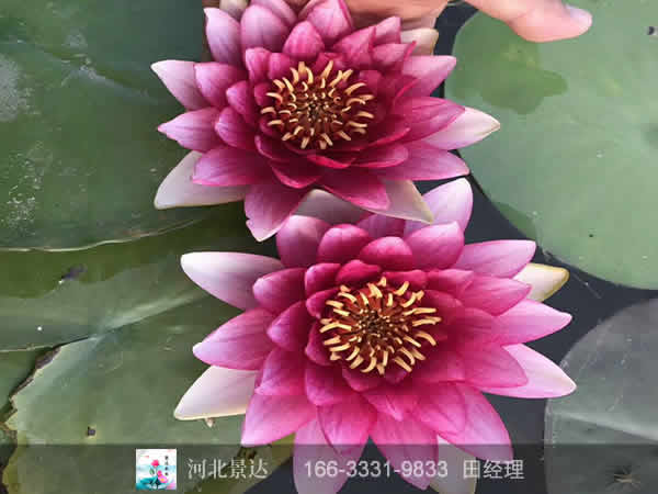 玛珊姑娘睡莲