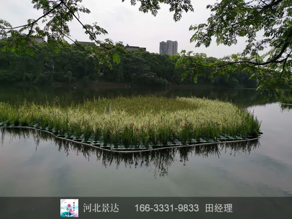 浮岛湿地