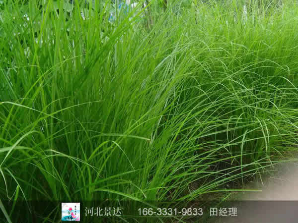细叶芒