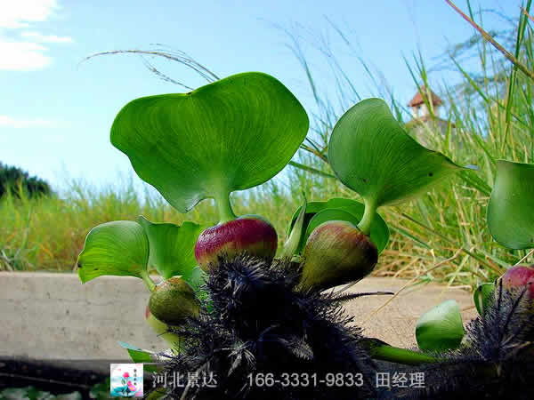 水葫芦