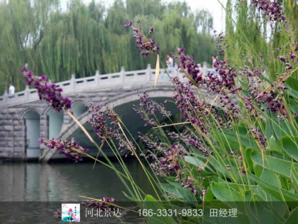 再力花