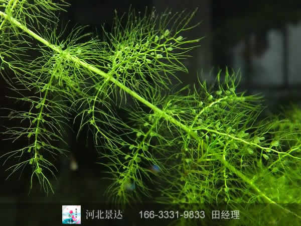 黄花狸藻