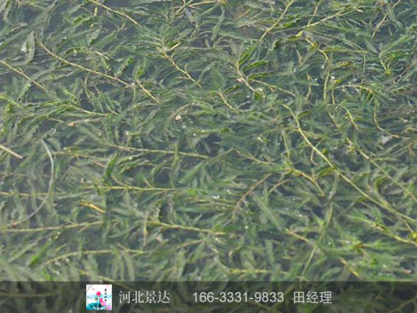 菹草效果