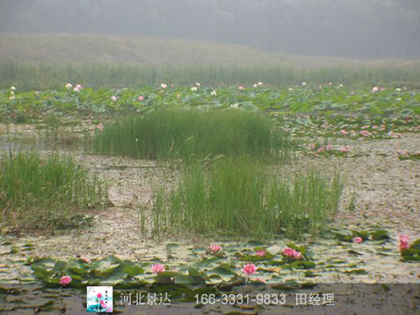 睡莲种植效果