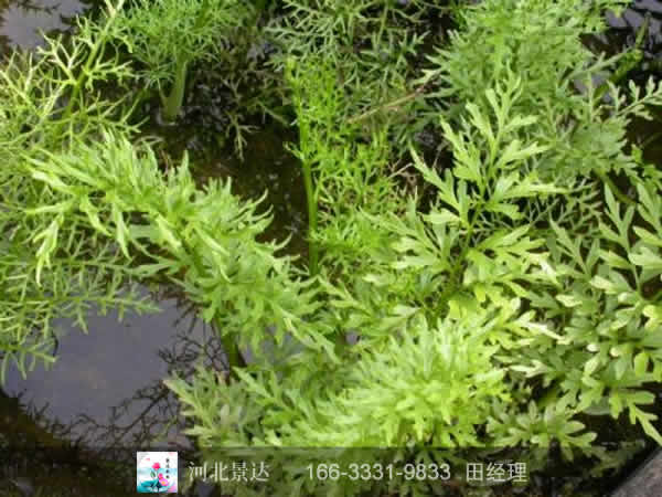 黄花狸藻
