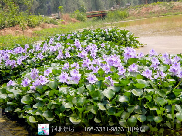 水葫芦种植效果