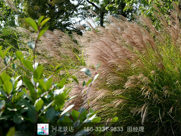 晨光芒效果