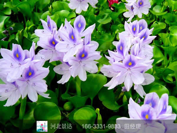 水葫芦