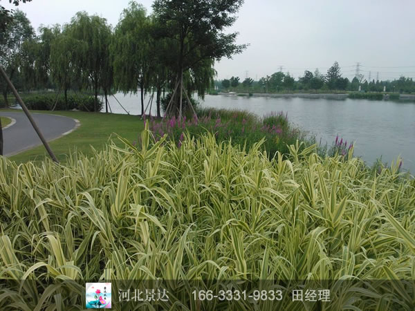 花叶芦竹效果